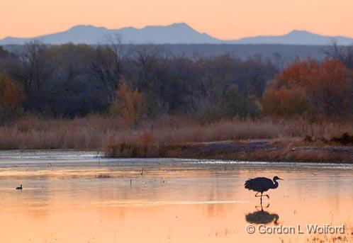 Lone Crane At Sunrise_73378.jpg - Sandhill Crane (Grus canadensis) photographed in the Bosque del Apache National Wildlife Refuge near San Antonio, New Mexico USA. 